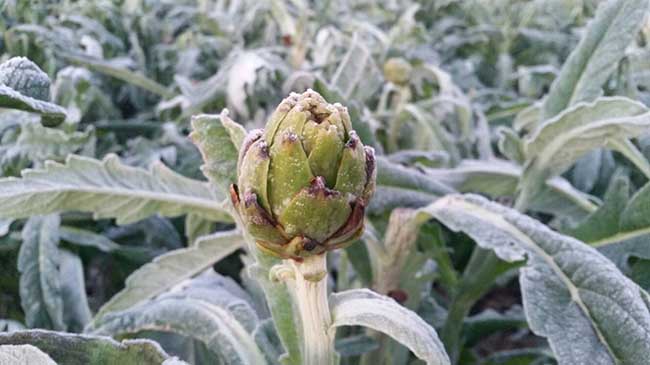 Imagen de un campo de cultivo de alcachofas tras una helada.