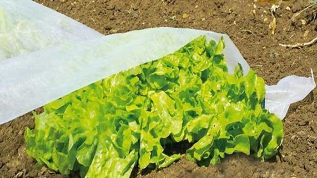 Una marta t&eacute;rmica protege el cultivo de las bajas temperaturas.