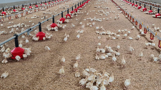 Granja de pavos en Castilla y Le&oacute;n