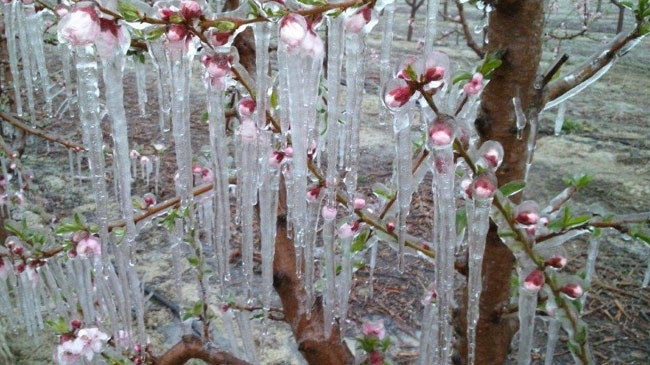 Almendros 'congelados' en el Noroeste de la Regi&oacute;n