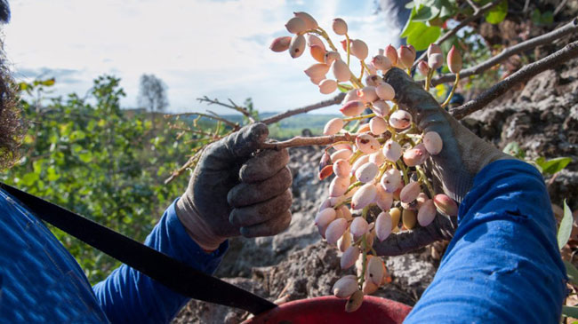 Un agricultor recolecta pistachos