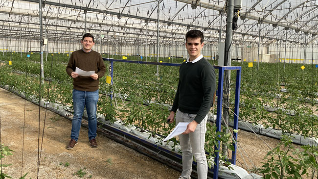 Miguel Ángel Giménez y Raúl Cerdán junto a un cultivo de tomate bajo invernadero del Grupo G's Miguel Ángel Giménez y Raúl Cerdán junto a un cultivo de tomate bajo invernadero del Grupo G's