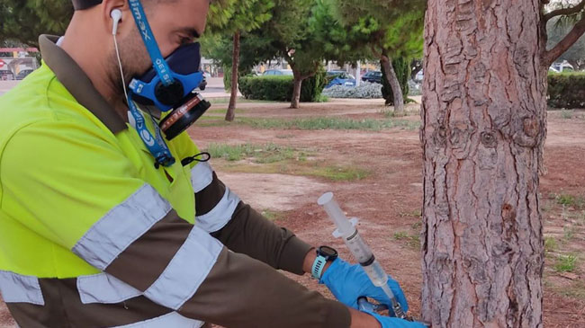 Un operario introduce un tratamiento contra la procesionaria en un pino