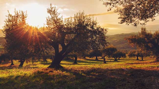 Paisaje de olivos