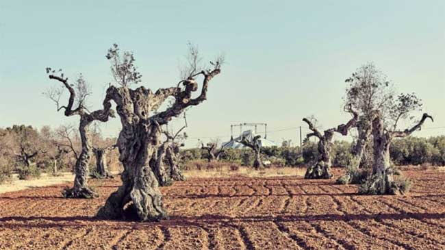 Olivos afectados por la Xylella fastidiosa