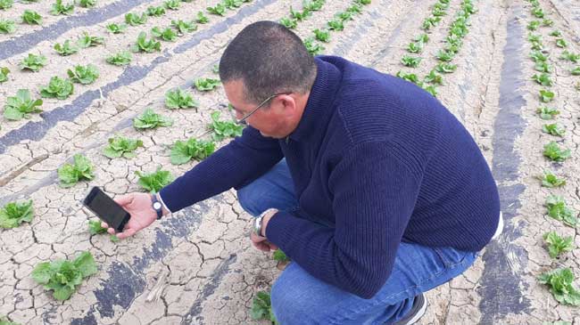 Manuel Soler, director t&eacute;cnico de Agrosolmen, comprueba el estado del cultivo