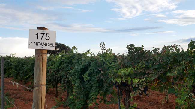 Vi&ntilde;edo de la variedad zinfandel. Fotograf&iacute;a propiedad de DirectoalPaladar.com