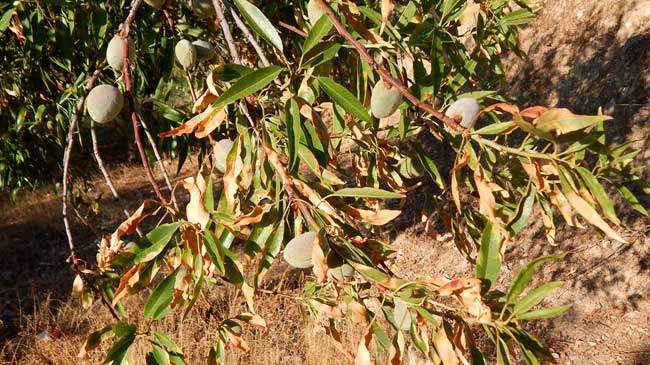 Efectos de la Xylella fastidiosa, que se transmite mediante insectos vectores, sobre un almendro