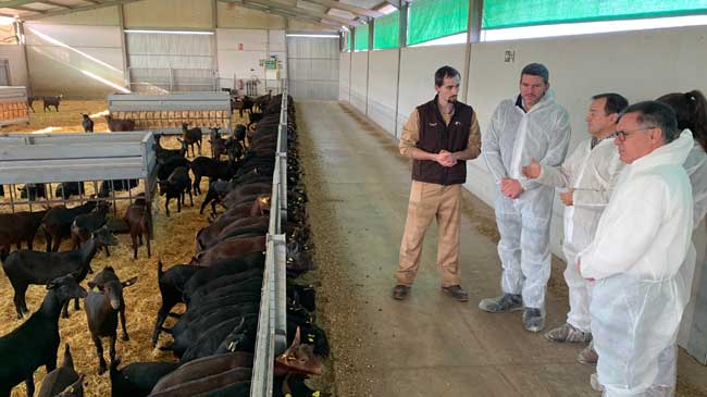 Luengo, en uno de los establos de KPRA, la mayor ganadera de caprino de Espa&ntilde;a