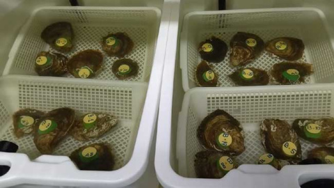 Cestos con ostras que ser&aacute;n introducidas en el Mar Menor