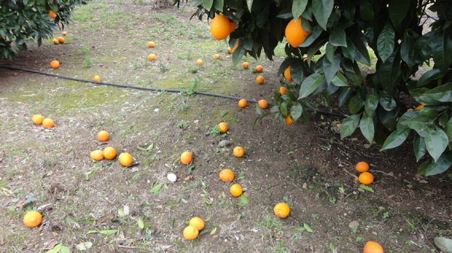 Muchos agricultores siquiera han recogido sus cosechas por los bajos precios