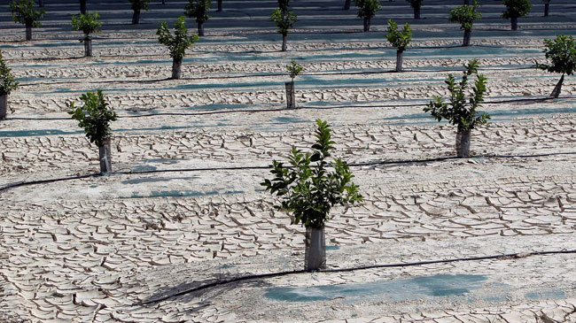 Plantación de naranjos jóvenes Plantación de naranjos jóvenes