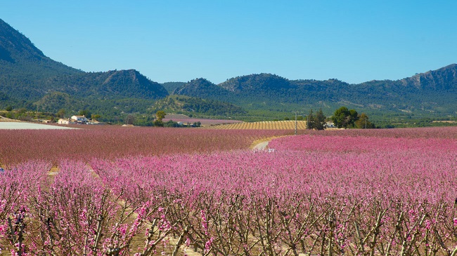 Imagen: floraciondecieza.com