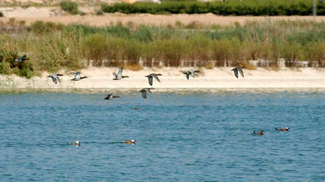 Laguna de Campot&eacute;jar, en Molina de Segura