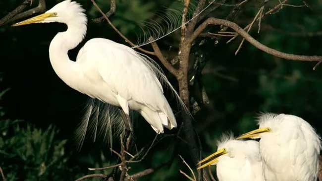 La garza real es un animal que frecuenta los ríos y embalses, además de las balsas de riego La garza real es un animal que frecuenta los ríos y embalses, además de las balsas de riego