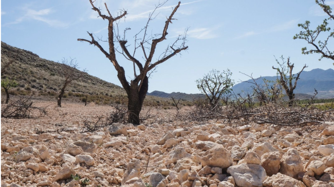 Almendros en Jumilla. Almendros en Jumilla.