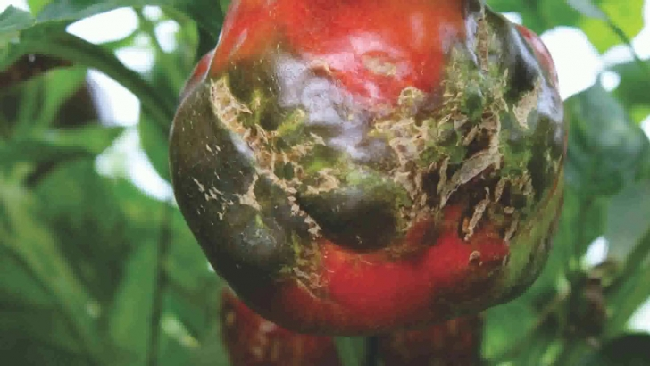 Tomate afectado por el virus ToBRFV