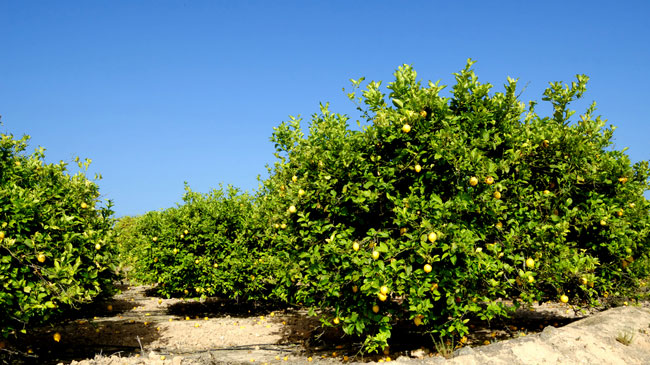 Plantaci&oacute;n de limoneros