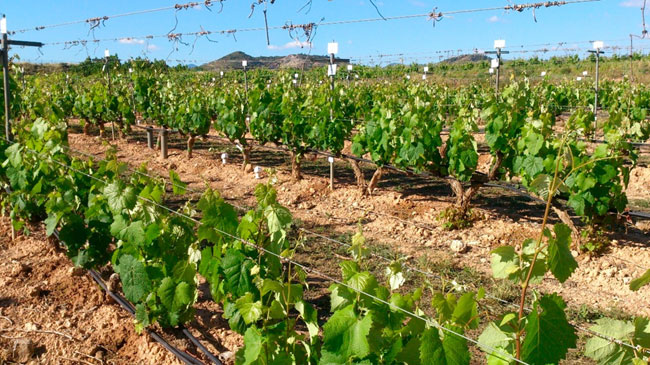 Patrones seleccionados de uva Monastrell