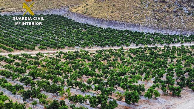 Plantaci&oacute;n no autorizada de mandarina Orri