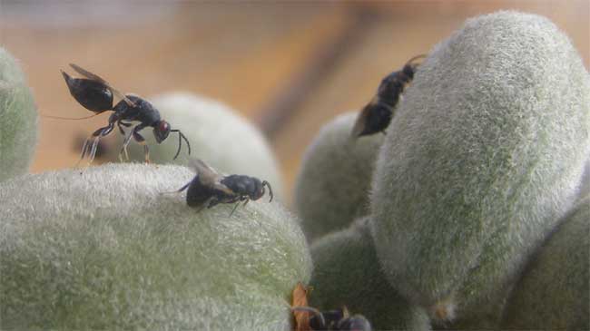 Ejemplares adoltos de avispilla del almendro sobre los frutos