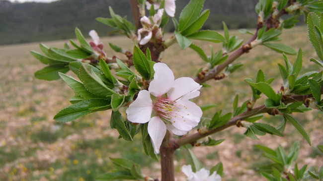 Almendro en flor