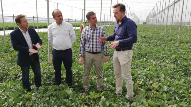 El consejero Del Amor en una plantaci&oacute;n de melores bajo invernadero