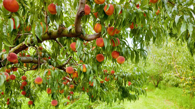 Melocotonero con fruta