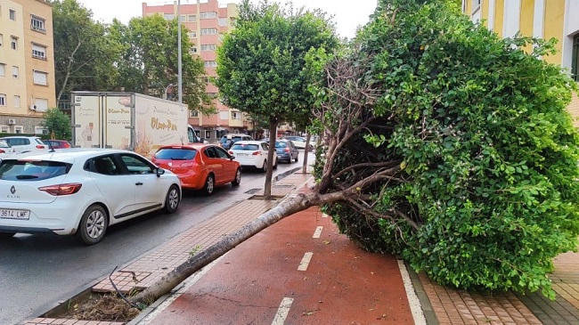 Imagen de archivo de un &aacute;rbol ca&iacute;do por el viento en la calle &Aacute;ngel Bruna de Cartagena