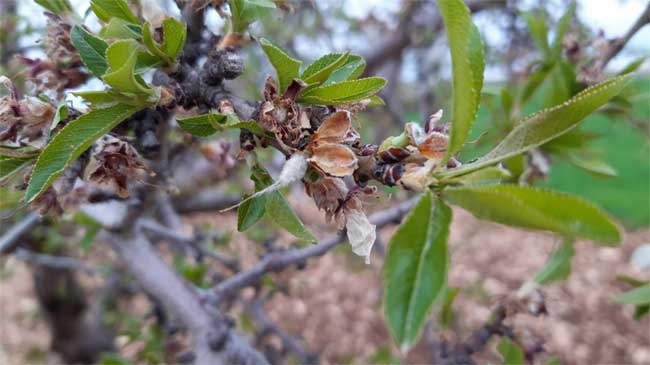 Da&ntilde;os en un almendro producidos por las heladas