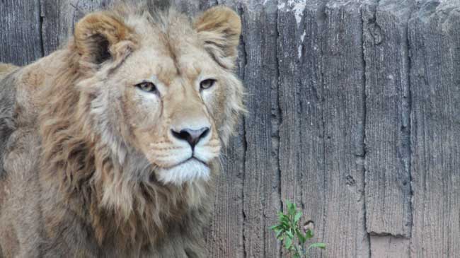 Le&oacute;n macho en Terra Natura