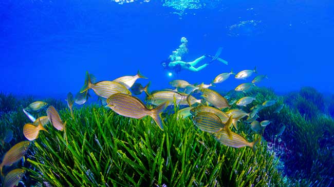 Im&aacute;genes de las reservas protegidas y zonas de buceo. Fotograf&iacute;as: Javier Ferrer