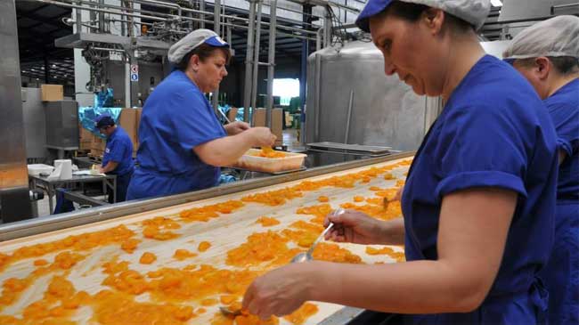 Trabajadoras de Mensajero procesan fruta para conserva