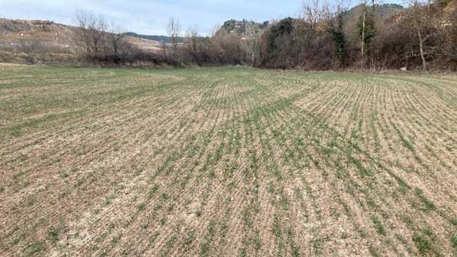 Nacimiento irregular del cultivo de cereales