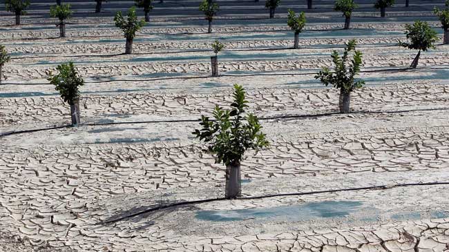 Estado que presenta una plantaci&oacute;n recite de c&iacute;tricos en la Regi&oacute;n