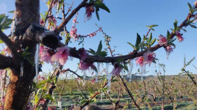 Un almendro afectado por las heladas de abril de 2022