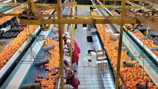 Imagen de la f&aacute;brica de Green Fruits