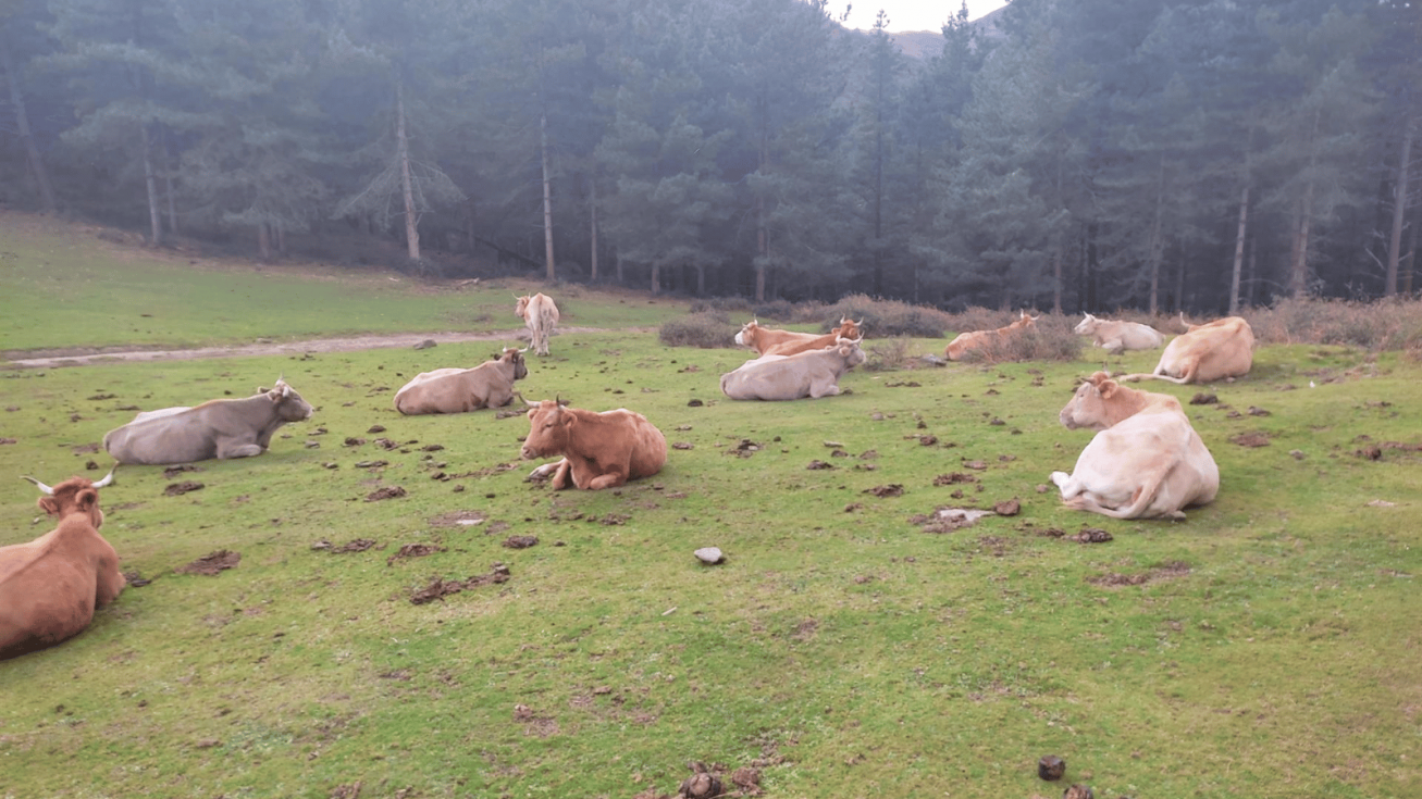 Vacas sueltas en Alonsotegi (Bizkaia) - EUROPA PRESS - Archivo