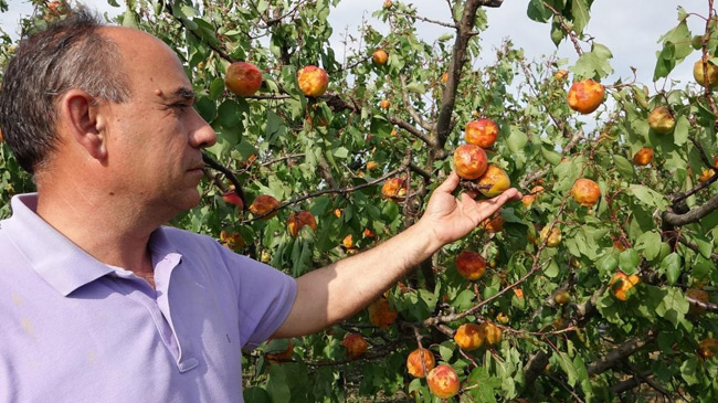 Fruta afectada por el granizo