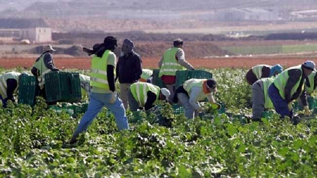 Inmigrantes trabajando en el campo de Torre Pacheco Inmigrantes trabajando en el campo de Torre Pacheco