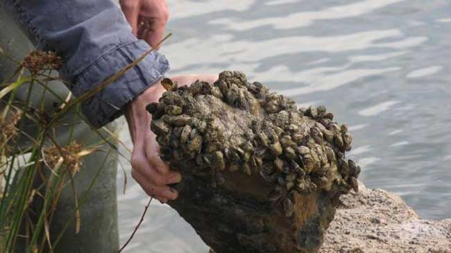 Imagen de mejillones cebra sobre una roca