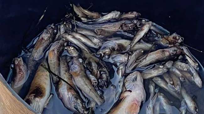 Peces retirados de la costa de Santiago de la Ribera