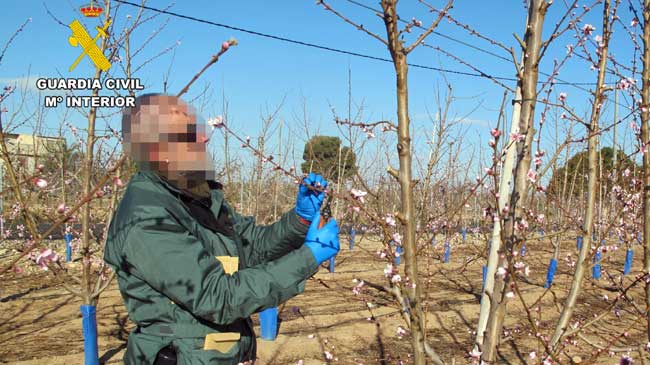 Un guardia civil toma muestra de uno de los &aacute;rboles no autorizados