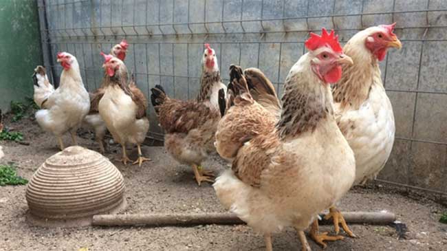 Gallinas de raza murciana