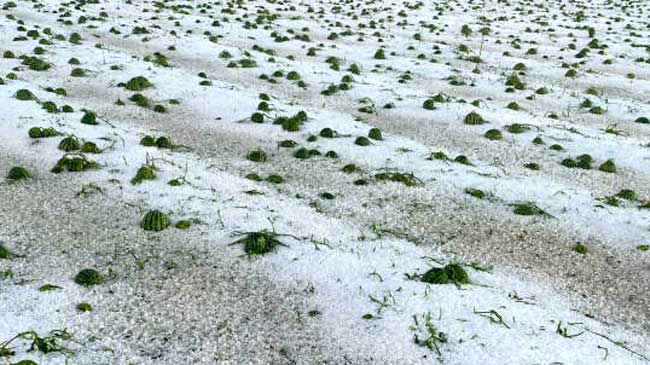 Aspecto en que qued&oacute; el campo de Lorca el pasado s&aacute;bado tras la granizada