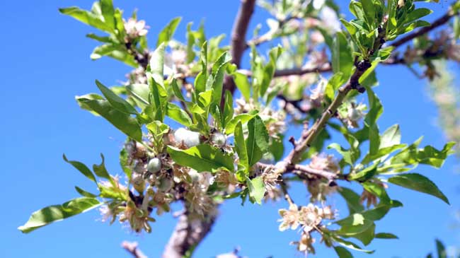 La Regi&oacute;n cuenta con 14 millones de almendros