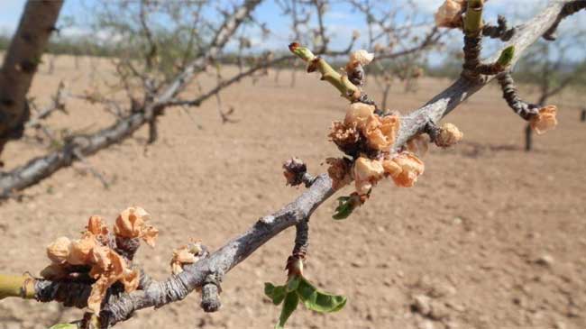 Almendro afectado por la sequ&iacute;a
