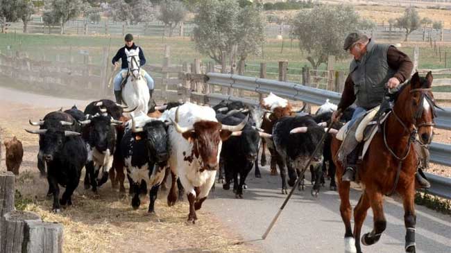 Ejemplares de la ganader&iacute;a de Nazario Ib&aacute;&ntilde;ez