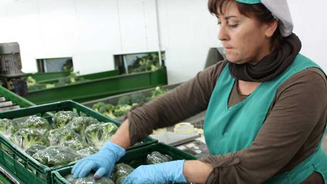 Una operadora prepara br&oacute;coli para su comercializaci&oacute;n