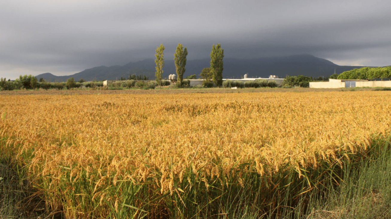 Campos de arroz - Imagen Joaqu&iacute;n Ter&aacute;n